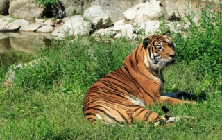 Titre au safari de Peaugres