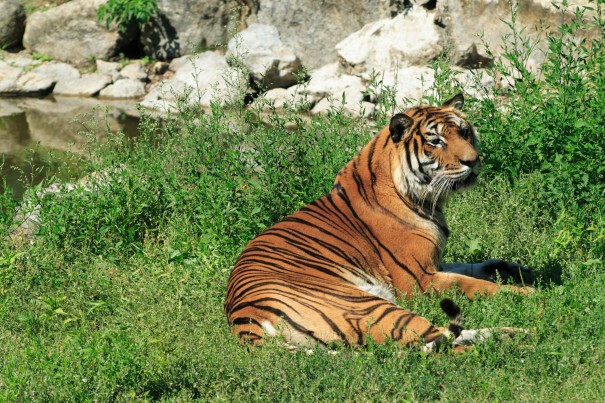 Titre au safari de Peaugres