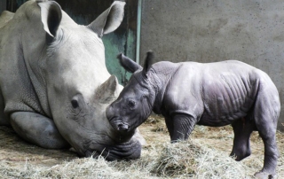 Naissance de Goliath à Peuagres