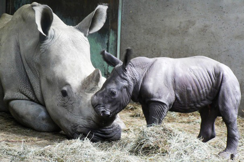 Naissance de Goliath à Peuagres