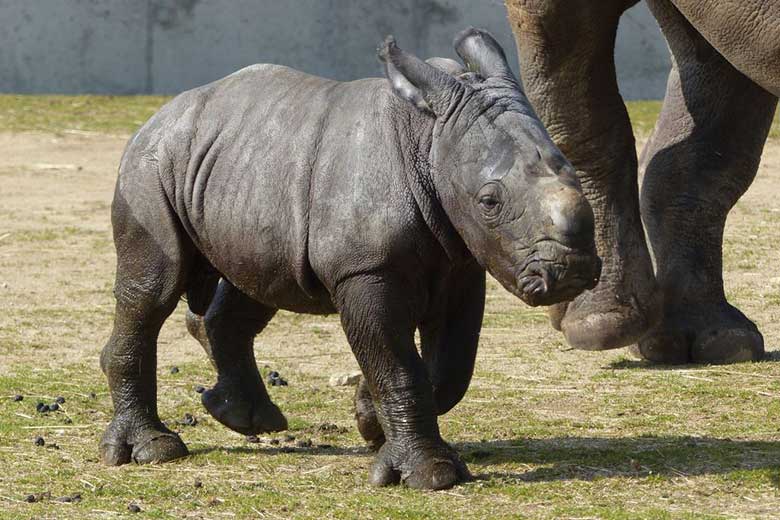 Unesco au safari de Peaugres