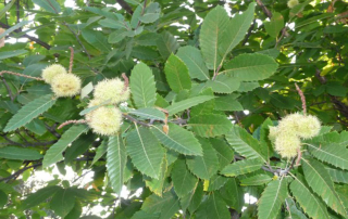 Châtaigniers ardéchois