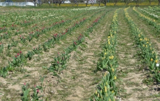 Guilherand Granges Opération 100 000 Tulipes contre le Cancer