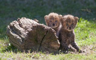 Bébés guepards Safari Peaugres