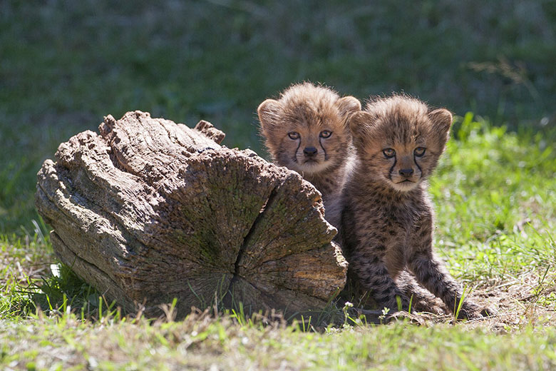 Bébés guepards Safari Peaugres
