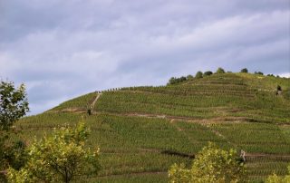 Vignobles ardéchois