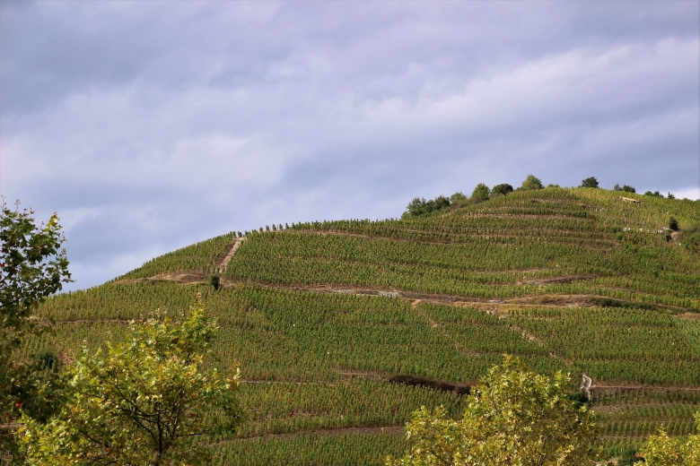 Vignobles ardéchois