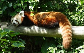 Panda roux Peaugres