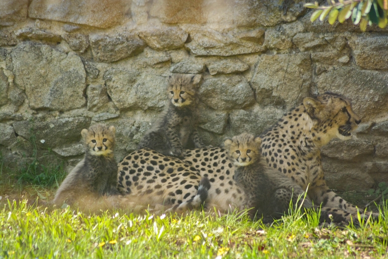 Bébé guépard à Peaugres