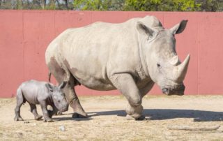 Naissance Rhinocéros 2019 Safari Peaugres